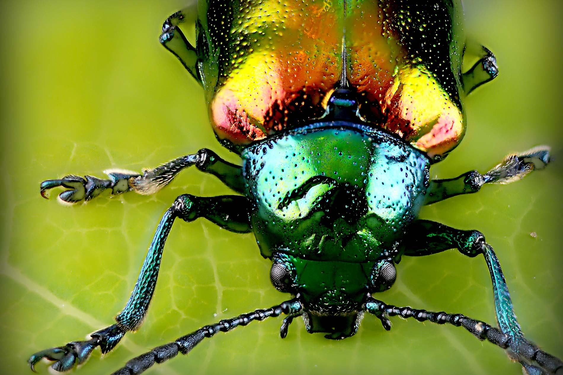 Colorful Beetle, Tacoma-based and family-owned pest control and inspection company