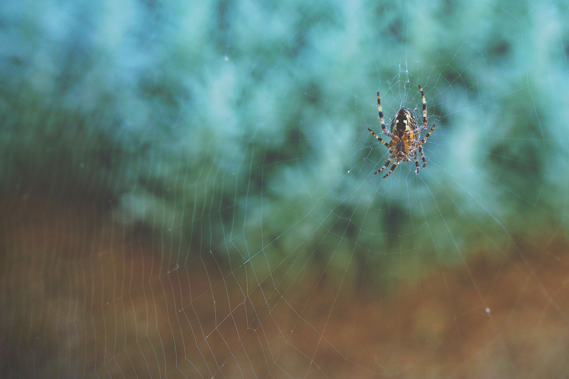 Spider on web, Beware of fly-by-nighter companies