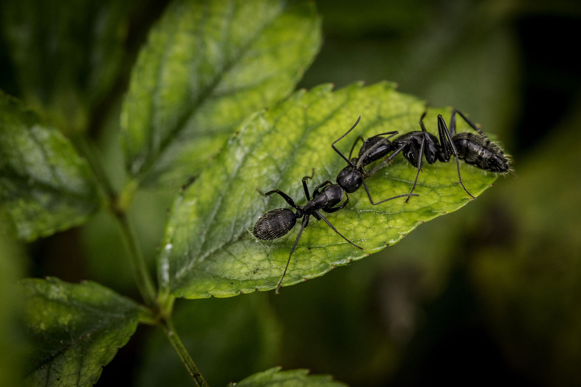 Ants on leaf, Tacoma-based and family-owned pest control and inspection company