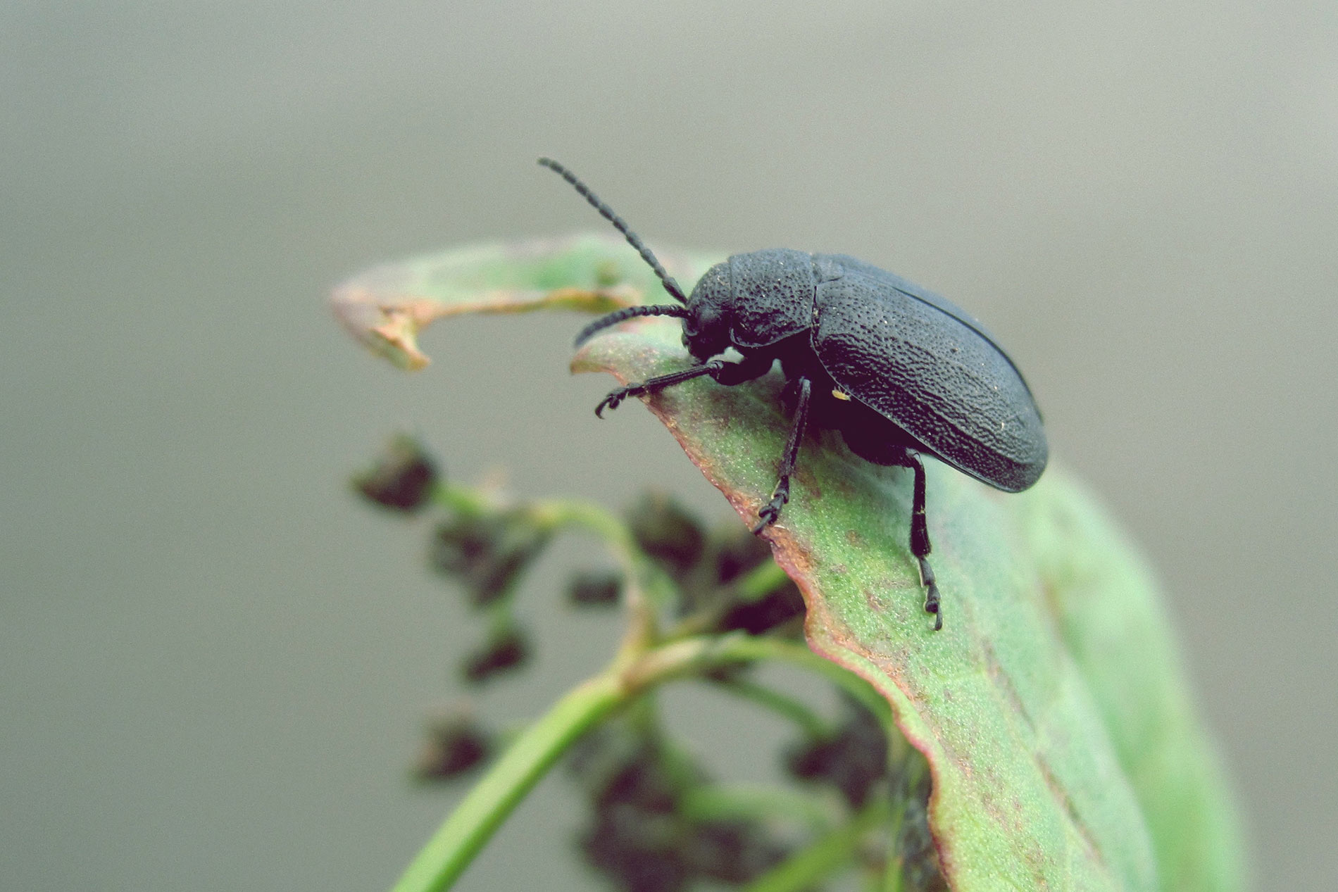 Beetle on leaf, Tacoma-based and family-owned pest control and inspection company