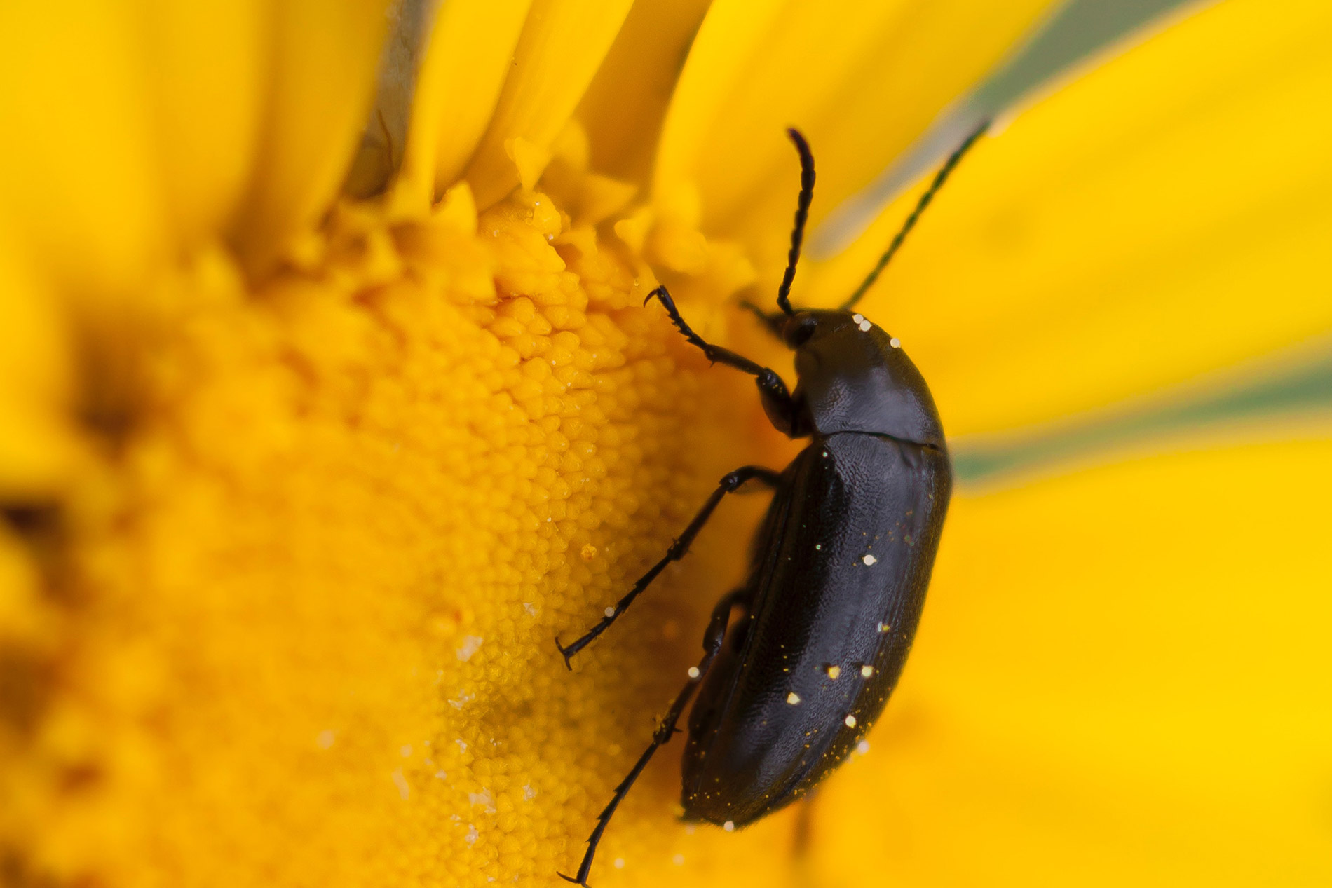 Beetle on sunflower, Tacoma-based and family-owned pest control and inspection company