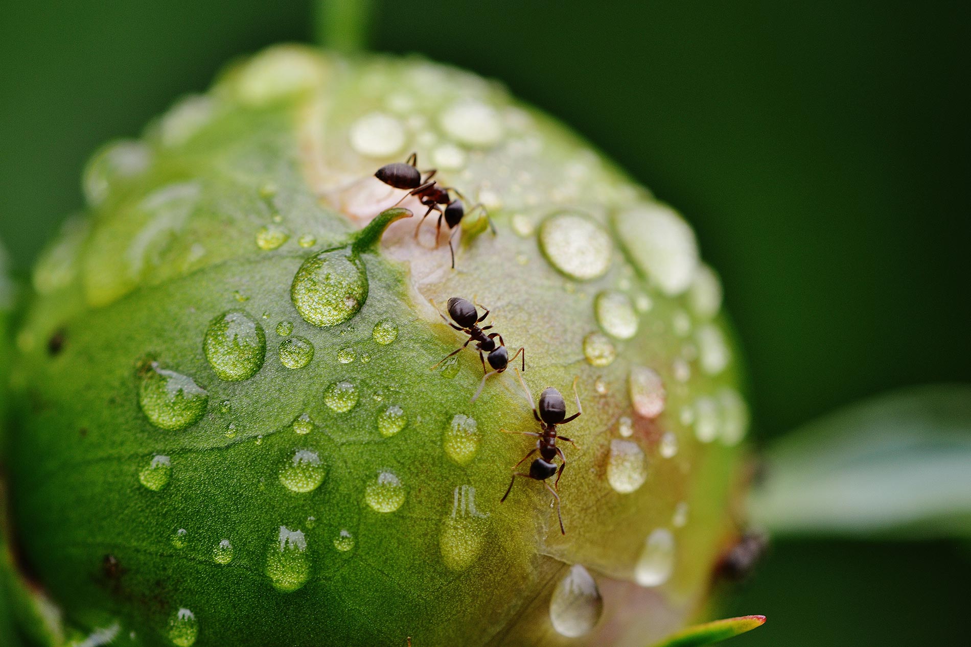Ants on peony, Tacoma-based and family-owned pest control and inspection company