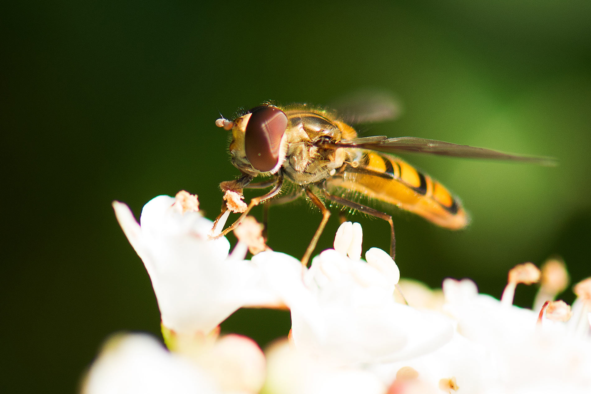 Wasp on flower, Lind Pest Control