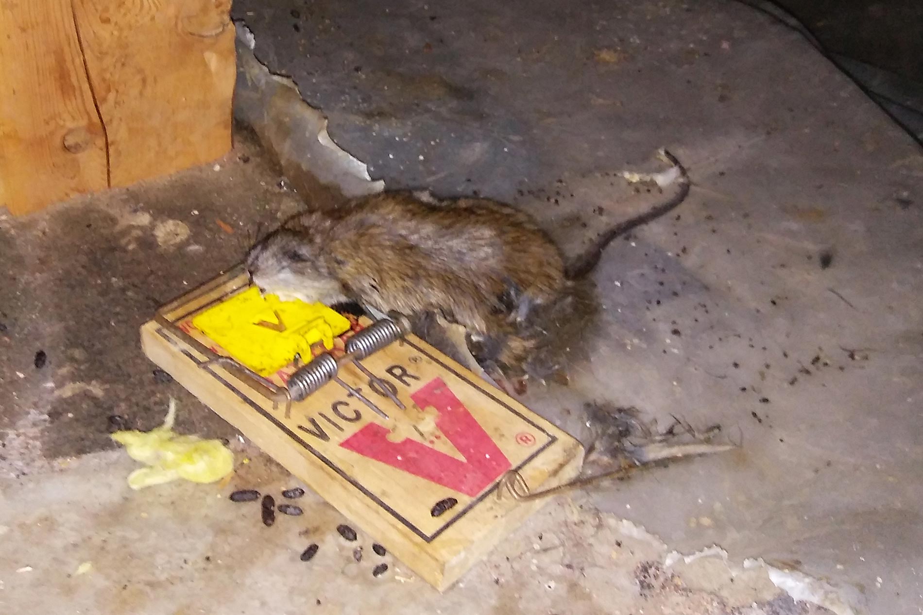 Dead rat in crawl space