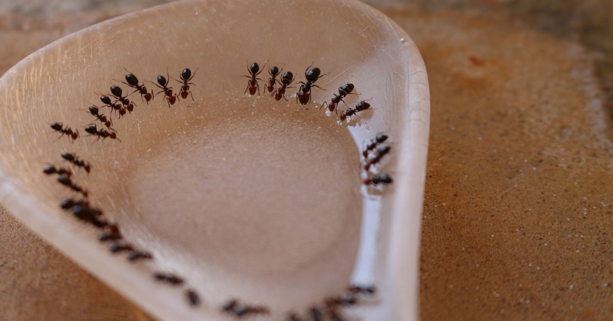 odorous house ants (sugar ants)
