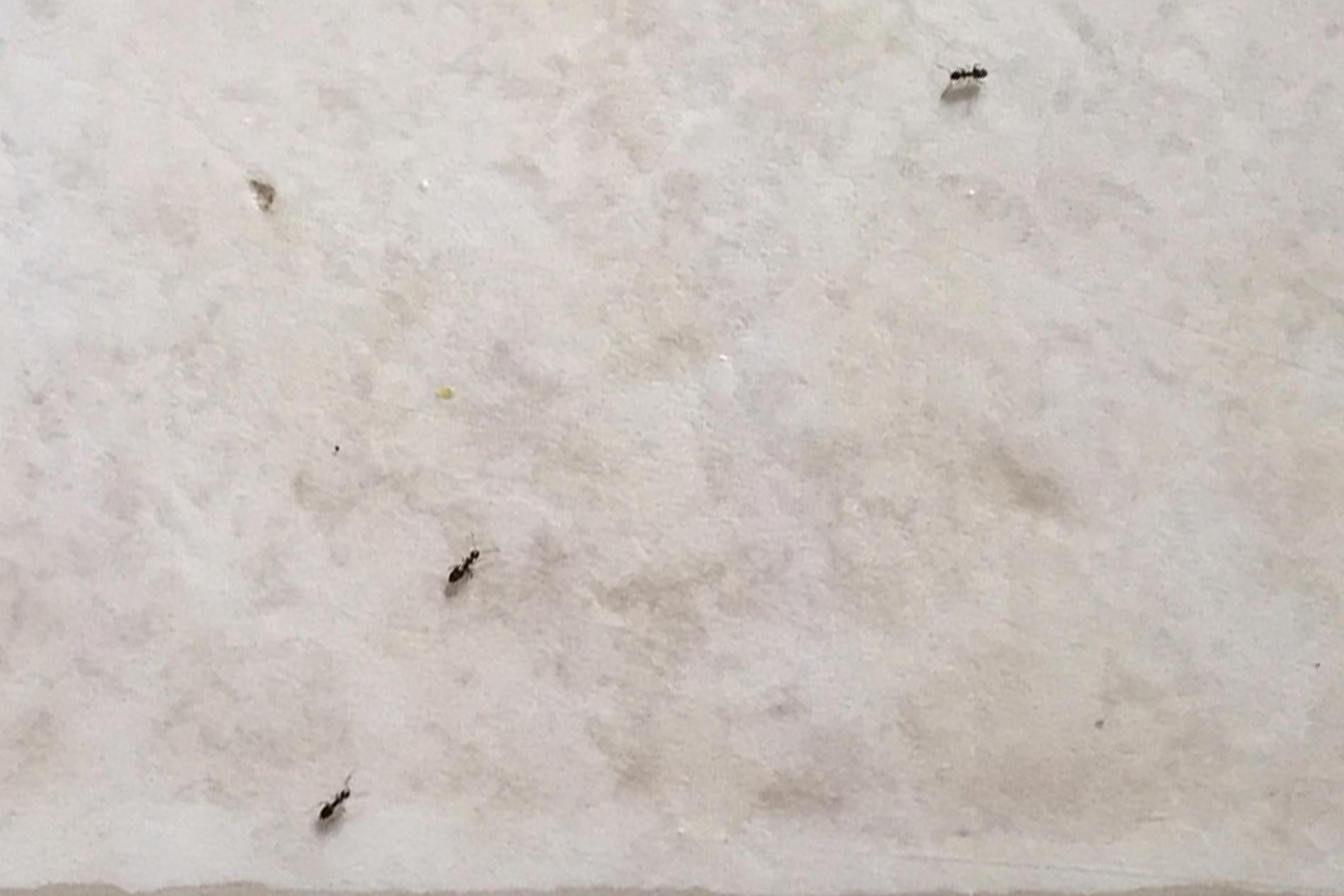 Odorous house ants