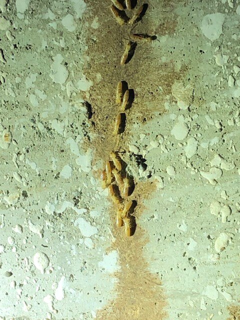 A closer look at Subterranean Termites following their old path