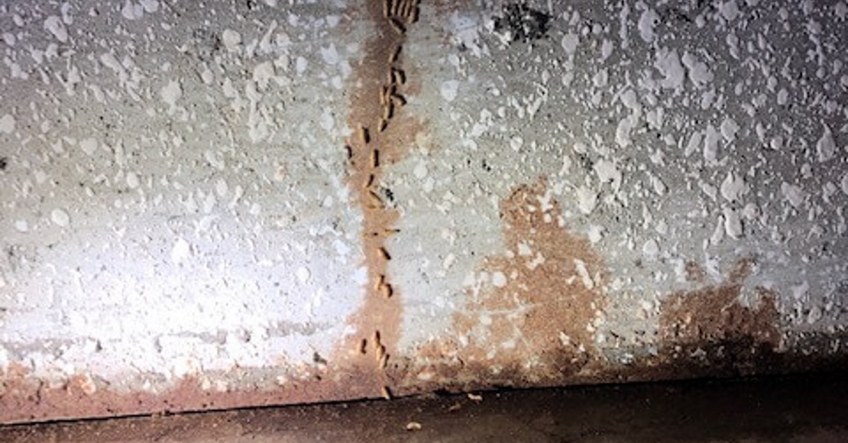 Subterranean Termites trailing from the ground to the wood after shelter tubes have been removed