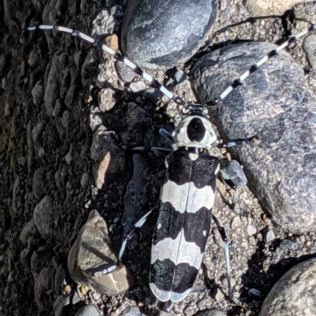 long horned beetle in Tacoma, WA
